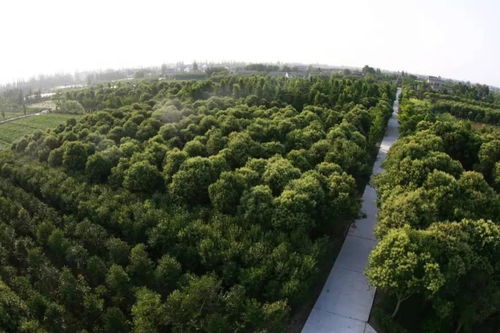 2019年度江苏省十大优秀园林绿化工程公司 苗圃 评选
