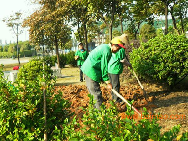 可靠的种植花草树木绿大地园林绿化工程提供|鄢陵绿大地园林种植